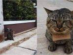 kucing-abu-abu-yang-hilang-3-hari-dan-pulang-bawa-daftar-utang.jpg