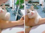 kucing-menganggap-manusia-orang-tua-mereka.jpg