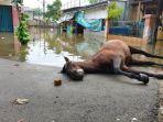 kuda-penarik-delman-ditemukan-mati-setelah-nekat-terobos-banjir.jpg