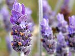 lavender_20170708_174835.jpg