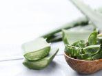 lidah-buaya-atau-aloe-vera-untuk-jerawat.jpg