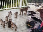 lynx-di-teras-rumah_20171001_161833.jpg
