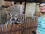 mahmoud-sarhan-berfoto-dengan-keledai-yang-dicat-seperti-zebra_20180726_184904.jpg