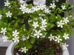 melati-atau-jasmine.jpg