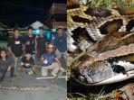 mengerikan-muncul-ular-piton-sepanjang-4-meter.jpg