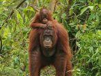 orang-utan-4.jpg