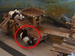 panda-jatuh-saat-bermain_20171012_214923.jpg