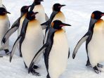 penguin-berbaris_20170303_171501.jpg