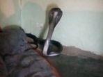 pria-di-india-temukan-ular-kobra-di-dalam-selimutnya-saat-tidur.jpg