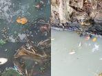 ratusan-ikan-mati-mendadak-di-danau-sunter-tanjung-priok.jpg