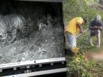 rekaman-detik-detik-harimau-terkam-sapi-milik-warga-di-subulussalam-sumatera.jpg