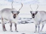 rusa-kutub.jpg