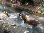 sapi-mengamuk_20170901_215322.jpg