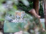 seekor-harimau-di-kebun-binatang-zurich.jpg