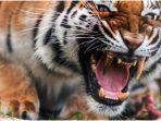 tak-kalah-hype-harimau-diganti-gigi-taringnya-dengan-emas-diduga-sakit-gigi-tak-bisa-makan-daging.jpg