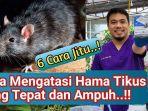 tikus-cara-mengatasi.jpg