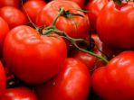 tomat-merah.jpg