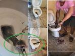 ular-kobra-muncul-di-toilet.jpg