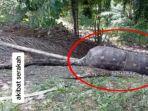 ular-piton-di-aceh-mati-kekenyangan-gegara-menelan-mangsa-yang-terlalu-besar-2.jpg