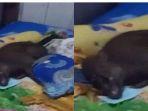 viral-seekor-babi-tidur-di-ranjang-warga.jpg