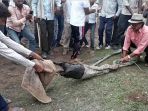 warga-india-coba-selamatkan-seekor-kambing-yang-ditelan-ular-piton_20170707_132348.jpg