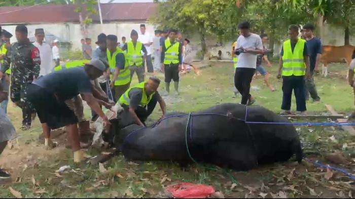 SAPI KURBAN PRESIDEN - Darwin (kanan), pemilik sapi kurban Presiden RI di Kabupaten Pasangkayu, didampingi Kepala Bidang Peternakan Disbunak Pasangkayu, Abdul Gafur, saat ditemui di halaman Masjid Agung Nurul Huda, Rabu (27/5/2026). Darwin mengaku haru dan sedih saat menyaksikan sapi kesayangannya berbobot 830 kilogram disembelih sebagai hewan kurban Presiden RI setelah dirawat selama tiga tahun bersama keluarganya.