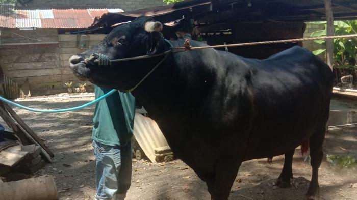 SAPI KURBAN PRESIDEN - Dinas Peternakan dan Perkebunan Kabupaten Pasangkayu mendampingi proses penyerahan dan pemeriksaan sapi kurban Presiden RI Prabowo Subianto di Kantor Dinas Tanaman Pangan, Hortikultura, dan Peternakan Provinsi Sulawesi Barat, Mamuju, Senin (11/5/2026) malam.