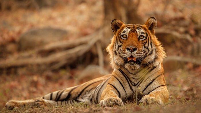 Besok Jumat, Shio Macan Merasa Frustasi, Monyet Bertengkar dengan Pasangan