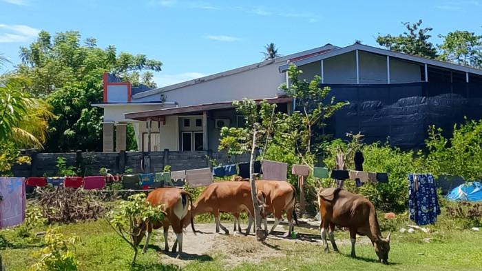 SAPI LIAR-Sejumlah sapi terlihat berkeliaran dan masuk ke halaman rumah warga di Dusun Tanjung Babia, Kelurahan Pasangkayu, Kabupaten Pasangkayu. Warga mengeluhkan hewan ternak tersebut karena kerap merusak tanaman dan fasilitas, serta meninggalkan kotoran di lingkungan pemukiman.