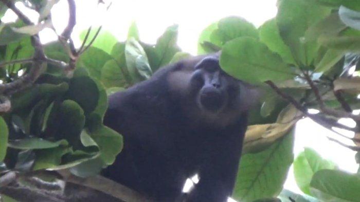 Seekor monyet berukuran besar masuk di permukiman warga di Desa Babana Kecamatan Budong-budong, Mamuju Tengah, Minggu (30/10/2022).
