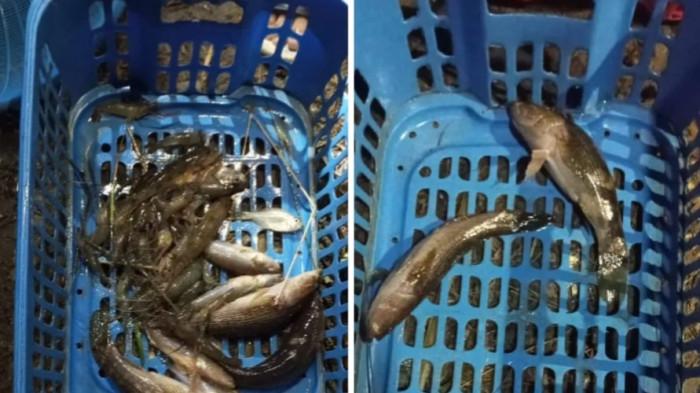 IKAN MATI – Sejumlah ikan ditemukan mati di Sungai Desa Barakkang, Kecamatan Budong-Budong, Kabupaten Mamuju Tengah, Sulawesi Barat, Sabtu (17/1/2026).