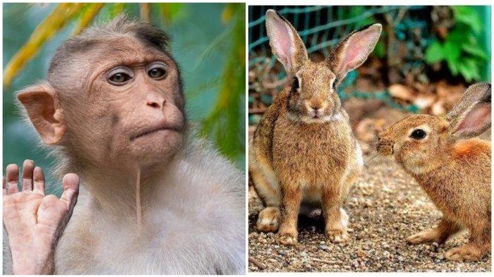 ILUSTRASI - Shio Monyet dan Kelinci (Kompas.com/Tribunnews,com).Besok, Rabu 21 Mei 2025, Shio Monyet dan Shio Kelinci diprediksi akan menghadapi hari yang penuh dengan dinamika menarik.