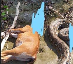 VIRAL, Ular Pyton 5 Meter Memangsa Sapi di Desa Lebani Tapalang Barat