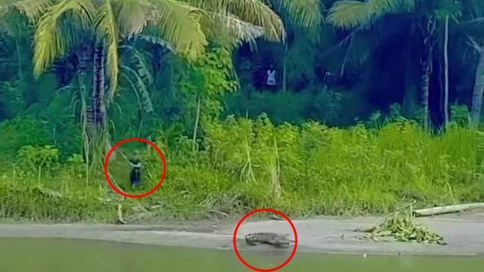 Viral di media sosial seorang warga nekat menyerang seekor buaya di pinggir Sungai Mandar, Kecamatan Tinambung, Kabupaten Polman, Sulbar, Senin (4/5/2026).