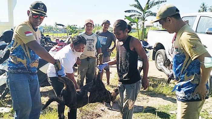 ANJING LIAR - Warga ramai-ramai berburu anjing liar di Desa Banua Baru, Kecamatan Wonomulyo, Kabupaten Polman, Sulbar, Sabtu (21/2/2026). Aksi tersebut dilakukan setelah dua bocah bernama Padli dan adiknya Alif diserang kawanan anjing liar pada Kamis (19/2/2026) lalu.