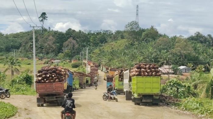 ANTREAN TRUK - Antrean truk pemuat kelapa sawit di jalan masuk pabrik di wilayah Kecamatan Budong-budong, Kabupaten Mamuju Tengah, Sulawesi Barat, Senin (18/5/2026). (Sandi/Tribunsulbar)