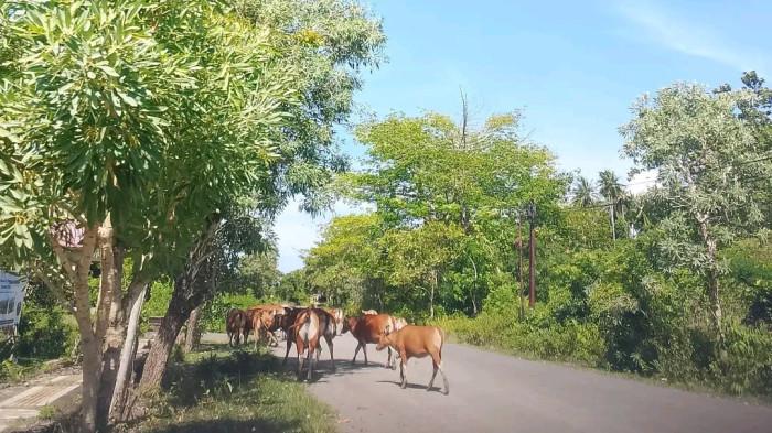 sapi