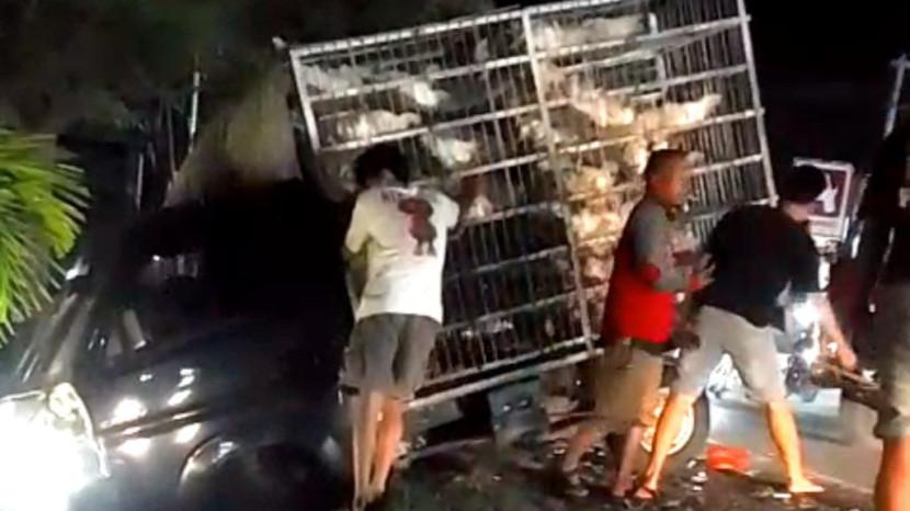 Muatan Pikap Ludes, 220 Ayam Jadi Korban Tabrakan Innova