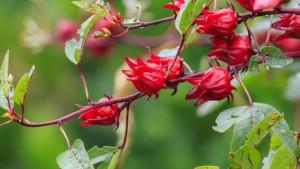 Bunga-rosella-tanaman-herbal.jpg