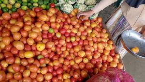Harga-tomat-mengalami-penurunan-signifikan.jpg