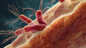 Ilustrasi-kuman-E-coli-pada-makanan-yang-bisa-menyebabkan-gangguan-serius-pada-tubuh.jpg