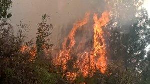 Kebakaran-hutan-di-Cekdam-Lingkungan-Tawalian-Mamasa.jpg