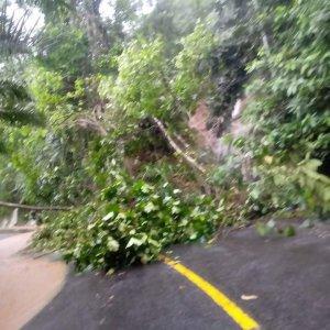 Pohon-jatuh-menutup-jalan-di-jalur-Tapalang-Mamuju.jpg