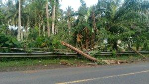 Pohon-tumbang-di-pinggir-jalan-Trans-Pasangkayu-akibat-angin-kencang.jpg