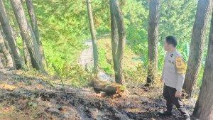 Polisi-menyiisir-area-TKP-kebakaran-di-Hutan-Pinus-di-Polman.jpg