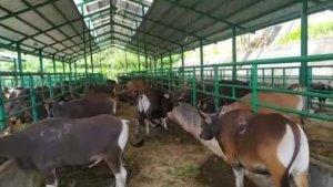 Ratusan-sapi-diperiksa-di-Instalasi-Karantina-Hewan-S.jpg
