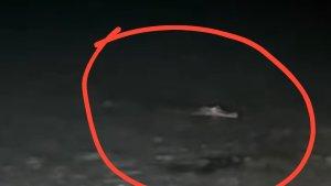 Seekor-buaya-dengan-ukuran-kurang-lebih-3-meter-di-Anjungan-Pasangkayu.jpg
