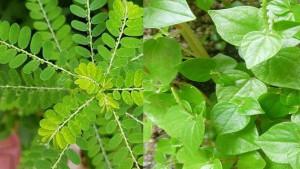 Tumbuhan-liar-ketumpang-air-Peperomia-pellucida-dan-meniran-yang-sangat-bermanfaat-untuk-tubuh.jpg