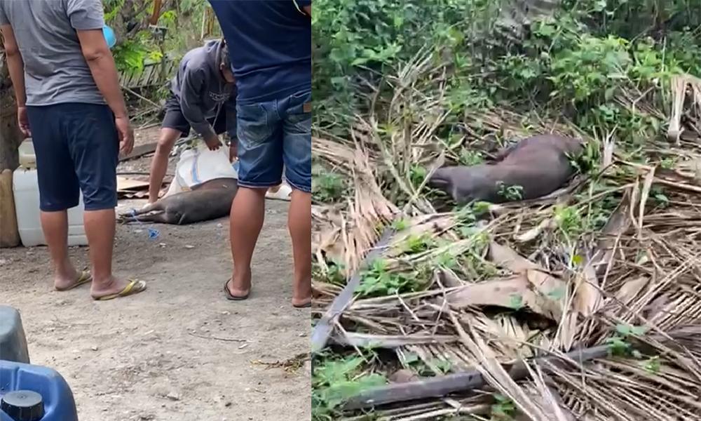 Babi-hutan-masuk-pemukiman-warga-dan-terobos-kandang-ayam-dibunuh-warga-Tinambung.jpg