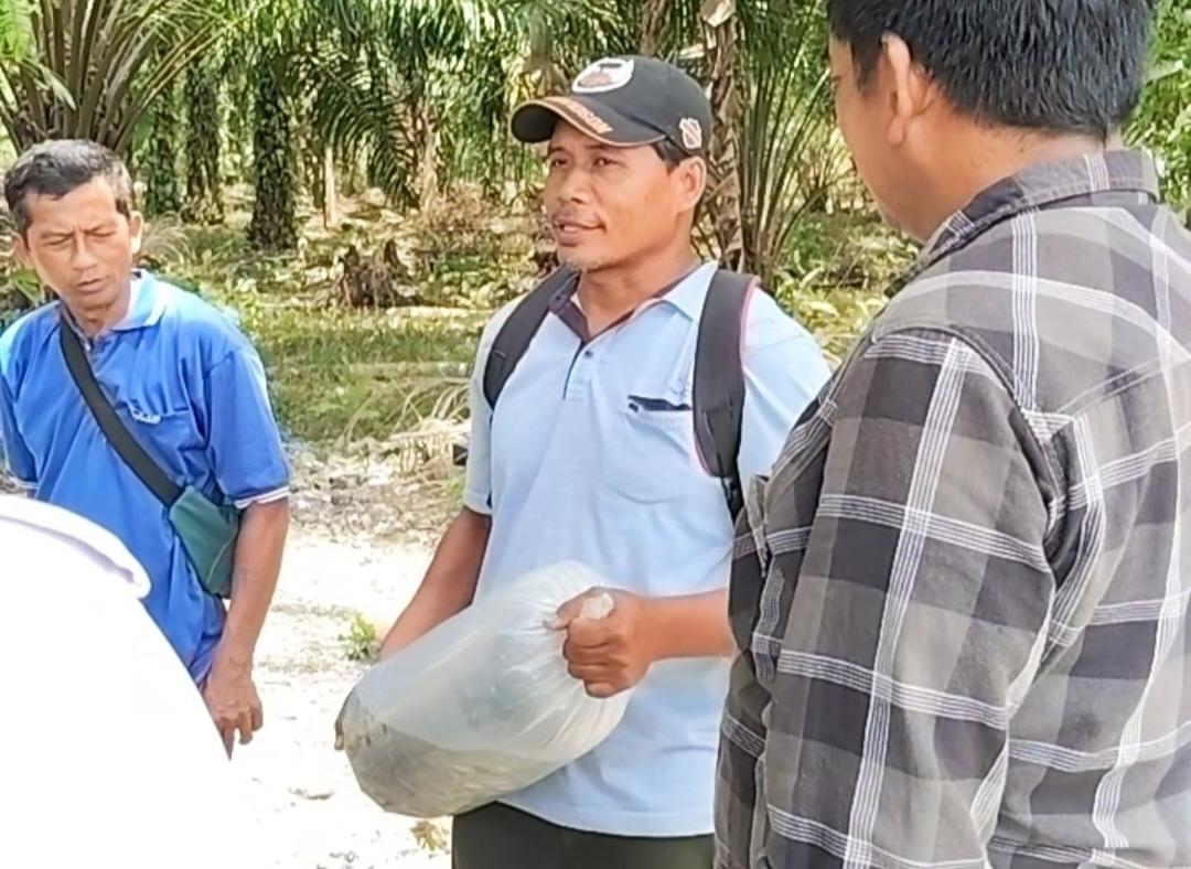 Bantuan-bibit-ikan-nila.jpg